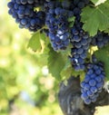 Cabernet sauvignon red wine grapes growing bordeaux French vineyard Royalty Free Stock Photo
