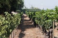 Cabernet Sauvignon Vineyard Chile Royalty Free Stock Photo