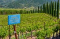 Cabernet Sauvignon wine grape variety sign in vineyard