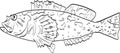 Cabezon rockfish Side View Cartoon Drawing