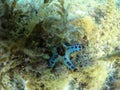 Snorkeling : starfish, Cabilao island, Filipino Royalty Free Stock Photo