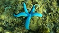 Snorkeling : starfish, Cabilao island, Filipino Royalty Free Stock Photo