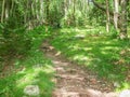 Cabin Creek Trail at Grayson Highlands Royalty Free Stock Photo