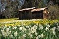 Cabin at Daffodil Hill California Royalty Free Stock Photo