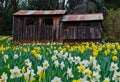 Cabin and Daffodils Royalty Free Stock Photo