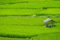 Cabin on green rice field