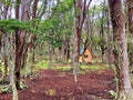 Cabin in the middle of humid forest. Large trees surround a wooden hut in the middle of Tierra del Fuego National Park. Extreme