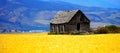 Cabin Old Homestead on Farmground Field of Grain Royalty Free Stock Photo