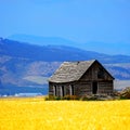 Cabin Old Homestead on Farmground Field of Grain Royalty Free Stock Photo