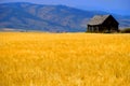 Cabin Old Homestead on Farmground Field of Grain Royalty Free Stock Photo