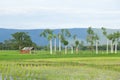 Cabin in the rice fields Royalty Free Stock Photo