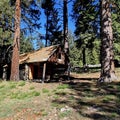 Cabin in the trees