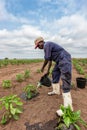CABINDA/ANGOLA - 09 JUN 2010 - African farmer watering cabbage planting, Cabinda. Angola.