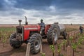 CABINDA/ANGOLA - 09JUN2010 - African farmer on tractor to cross plantation of tomatoes.