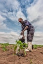 CABINDA/ANGOLA - 09 JUN 2010 - African farmer watering cabbage planting, Cabinda. Angola.