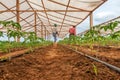 CABINDA/ANGOLA - 09JUN2010 - farmer working in a greenhouse.