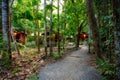 Cabins in Cape Tribulation, path leading from the beach to the cabins builded far from the busy cities