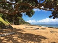 Cable Bay beach, pohutukawa tree near Mangonui, New Zealand