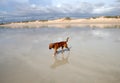 Cable Beach, Broome, Australia Royalty Free Stock Photo