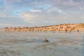 People riding Camels on Cable Beach on a beautiful summers evening