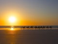 Cable Beach Camels Royalty Free Stock Photo