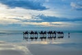 Cable Beach camels Royalty Free Stock Photo