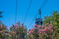 Cable car situated above bushes with pink flowers