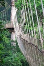 Cable-stayed bridge in tree canopies, Africa Royalty Free Stock Photo