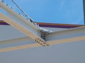 Cable Stayed Katy Trail Pedestrian Bridge Royalty Free Stock Photo