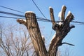 Cables on a tree