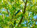 Cabo Blanco National Park Royalty Free Stock Photo