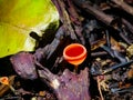 Cabo Blanco National Park Royalty Free Stock Photo