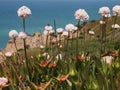 Wild flowers in Cabo da Roca near Sintra, Portugal, continental EuropeÃ¢â¬â¢s westernmost point