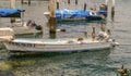 Group of pelicans on small boat in harbor of Cabo San Lucas, Mexico Royalty Free Stock Photo