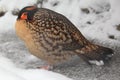 Cabot's tragopan Royalty Free Stock Photo