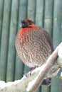 Cabot's tragopan Royalty Free Stock Photo
