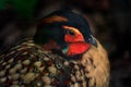 Cabot`s tragopan, Tragopan caboti, beautiful pheasant from China, wildlife Asia. Detail close-up portrait of red black pheasant,