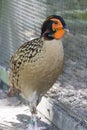 The closeup image of Cabot`s tragopan