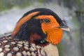 The closeup image of Cabot`s tragopan