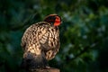 Cabot`s tragopan, Tragopan caboti, pheasant from south-east China, big forest endemic bird in the nature habite. Wildlife China i