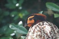 Cabot`s tragopan looking out at the world
