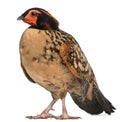 Cabot`s Tragopan, Tragopan caboti