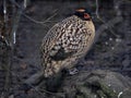 Cabot`s Tragopan, Tragopan caboti, is one of the most beautifully colored pheasants