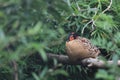 Cabot tragopan Royalty Free Stock Photo