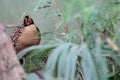 Cabot tragopan Royalty Free Stock Photo