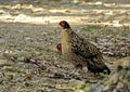 Cabots Saterhoen, Cabot\'s Tragopan, Tragopan caboti