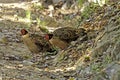 Cabots Saterhoen, Cabot\'s Tragopan, Tragopan caboti