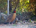 Cabots Saterhoen, Cabot\'s Tragopan, Tragopan caboti Royalty Free Stock Photo