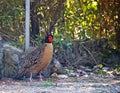 Cabots Saterhoen, Cabot\'s Tragopan, Tragopan caboti