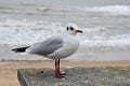 Cabourg; France - october 8 2020 : gull